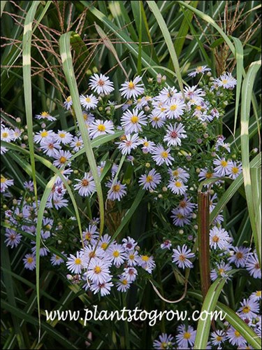 A nice light blue color that I never observed in the wild.